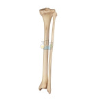 Lower leg bones (tibia and fibula) model